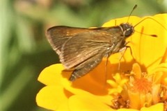 Polites themistocles