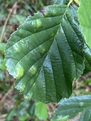Taphrina sadebeckii
