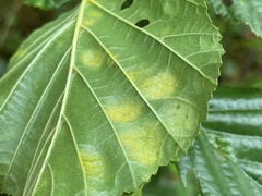 Taphrina sadebeckii