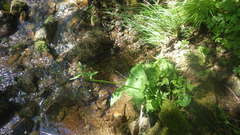 Adenostyles alliariae