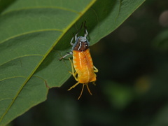 Tessaratoma papillosa