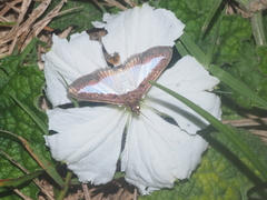 Trichosanthes scabra