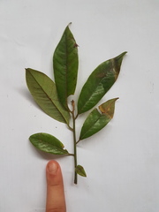 Virola multiflora