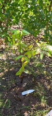 Syzygium wilsonii cryptophlebium