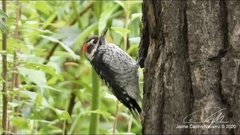 Dryobates stricklandi