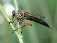 Neomochtherus pallipes