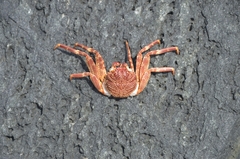 Grapsus albolineatus