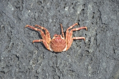 Grapsus albolineatus