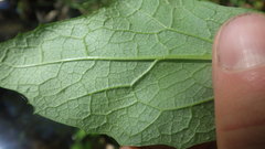 Adenostyles alliariae