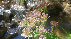 Adenostyles alliariae