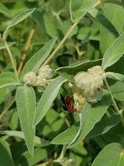 Poecilopompilus algidus