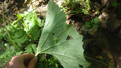 Adenostyles alliariae