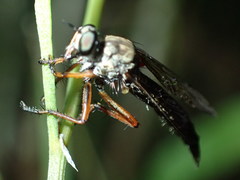 Neomochtherus pallipes