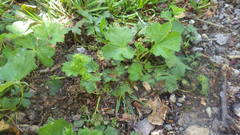 Alchemilla glabra