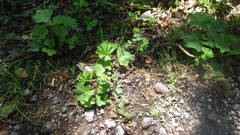 Alchemilla glabra