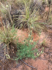 Dalea cylindriceps