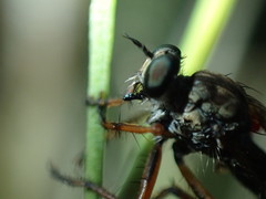 Neomochtherus pallipes