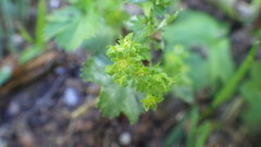 Alchemilla glabra