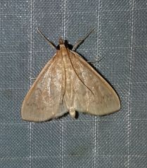 Framinghamia helvalis