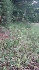 Epipactis helleborine orbicularis