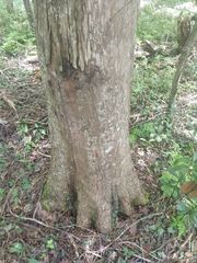 Taxodium distichum