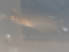 Aplocheilus panchax