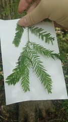 Taxodium distichum