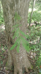 Taxodium distichum