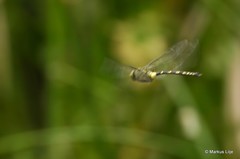 Anax tristis