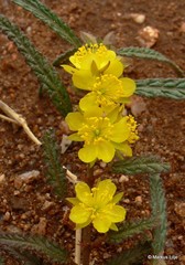 Corchorus asplenifolius