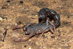 Parabuthus transvaalicus