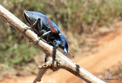 Polyclaeis equestris