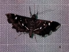 Diathrausta
