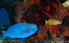 Scarus coeruleus