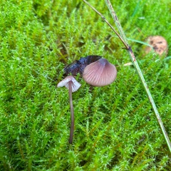 Mycena sanguinolenta