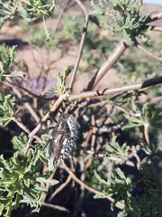 Julodis sulcicollis