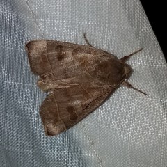 Ipimorpha pleonectusa