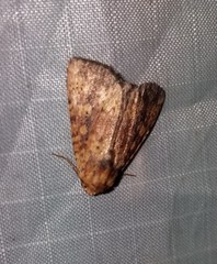Perigea xanthioides