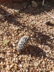 Julodis sulcicollis