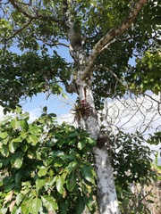 Tillandsia belloensis