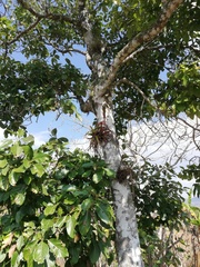 Tillandsia belloensis