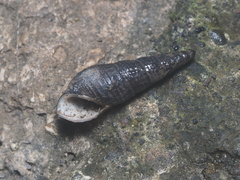 Thiaridae