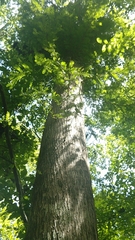 Taxodium distichum