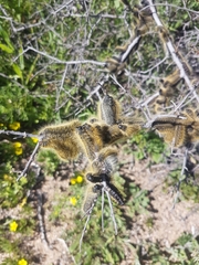 Bombycomorpha dukei