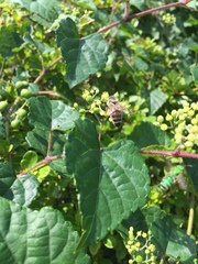 Apis mellifera