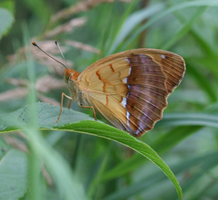 Argynnis laodice japonica