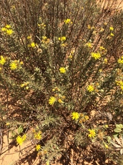 Heterotheca angustifolia