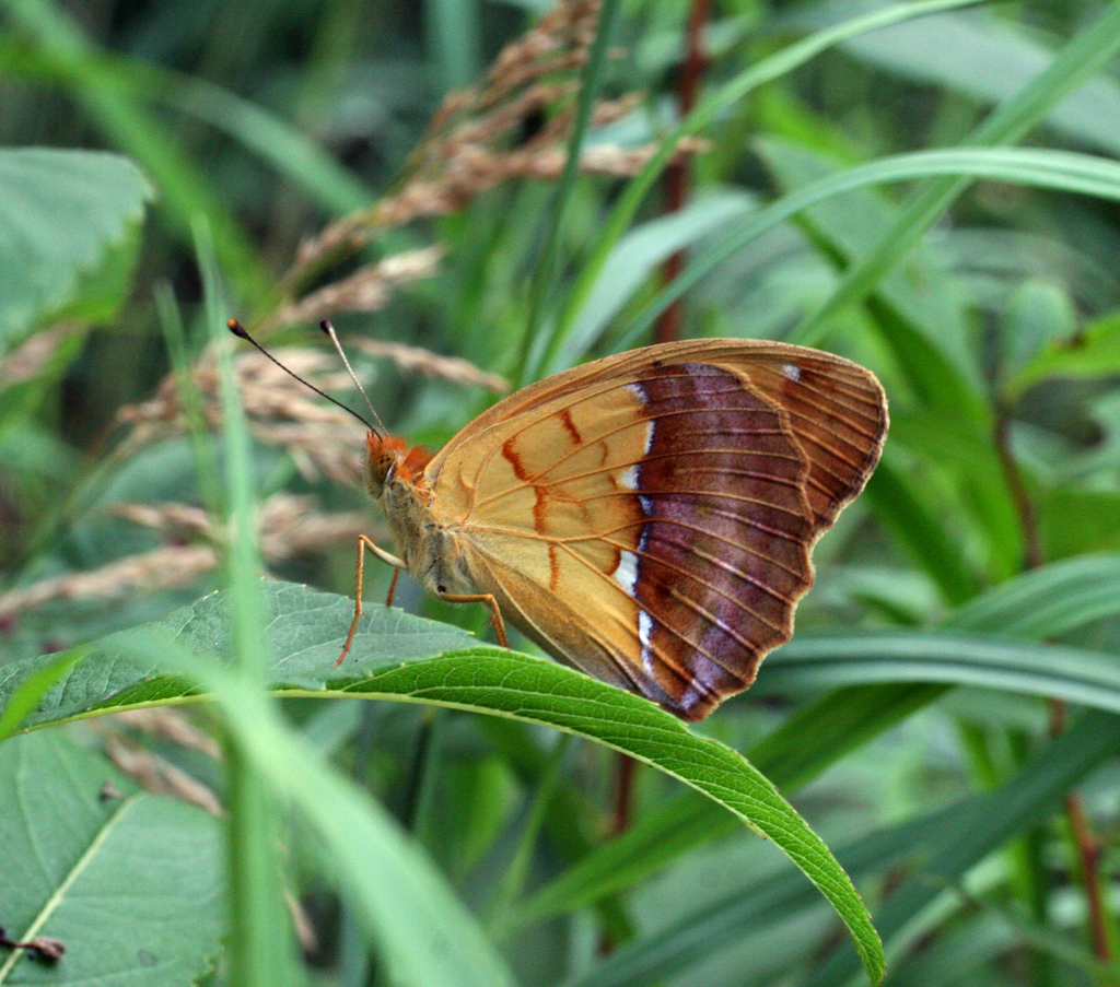 Argyronome laodice