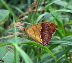 Argynnis laodice japonica