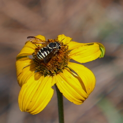 Paranthidium jugatorium